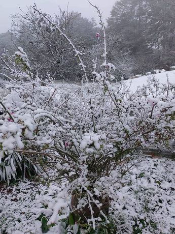 Nieve cubre campos de Puebla / Especial