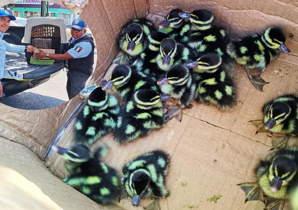 Policía resguarda a 16 patitos que cayeron de un árbol en Monterrey