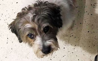 Perrito desaparecido en Monterrey | Especial