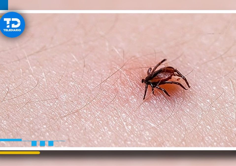 Nuevo León ocupa el cuarto lugar nacional en casos de rickettsiosis. | Especial