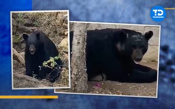 Osos descansando en parque de Monterrey | Especial