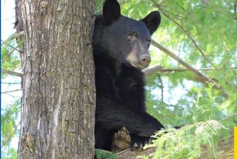 Recomendaciones si veo un oso en Nuevo León | Especial