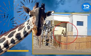 Trasladarán a la jirafa 'Benito' de Cd. Juárez a Africam Safari en Puebla