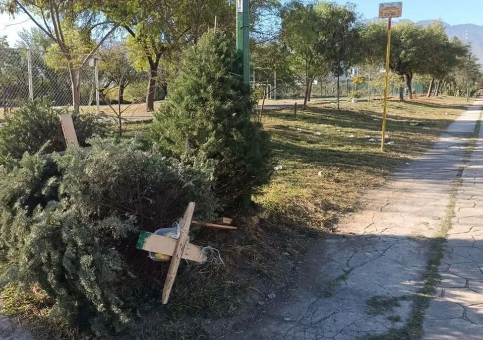 Habilitan centros de acopio para pinos navideños en el sur de Monterrey