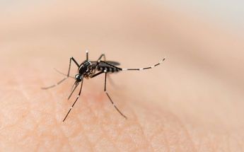 Las cifras de muertes por dengue en Nuevo León difieren entre autoridades estatales y federales. | Archivo
