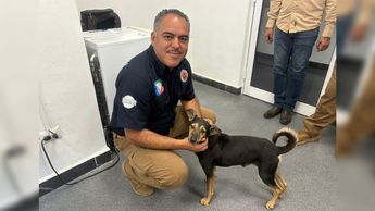 Actualmente el perrito rescatado descansa en las instalaciones del Instituto de Bienestar Animal de San Pedro. | Pedro Delgado