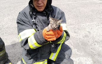 Uno de los gatitos rescatados por oficiales bomberos / Andrea Manzo