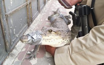 Cocodrilo asegurado en Guadalajara / Protección Animal