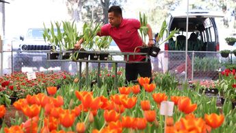 El Vivero El Encanto mantendrá su venta de tulipanes hasta finales del mes de febrero | Melanie Torres