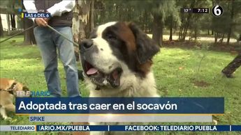 En manada y feliz: así vive Spike, la perrita que hace un año cayó a socavón en Puebla