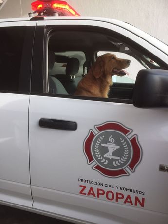 Akira pertenecía a la unidad canina en la especialidad de búsqueda y detección de pirotecnia | Telediario