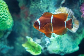 Especies marinas de todo tipo y color se encuentran entre los espacios del Acuario Michin / Agencia Es Imagen