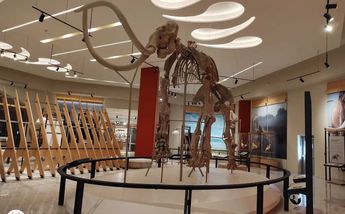 El Museo del Mamut contará con fauna que se encontró en la zona/ Michelle Mejía