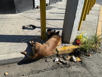 El perrito será puesto en adopción por las autoridades del municipio de Monterrey. | Fernanda Pérez