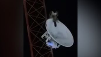 Captan a ave cenándose a un gatito en antena parabólica en San Pedro | VIDEO