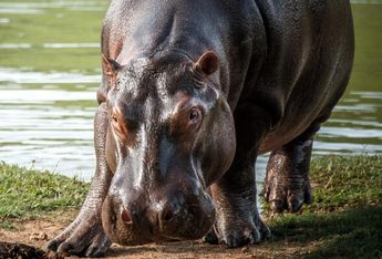 Santuario Ostok de Culiacán adoptará 10 hipopótamos de Pablo Escobar