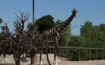 Jirafa Benito, zoológico mexicano