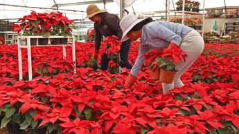 La venta de nochebuena en Atlixco termina aproximadamente el 20 de diciembre | Melanie Torres