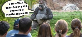 Gorila | Cortesía