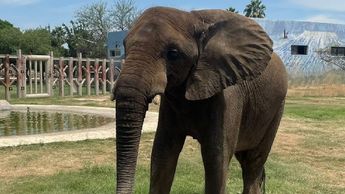 Elefante Monty de Parque Ecológico La Pastora.| Especial