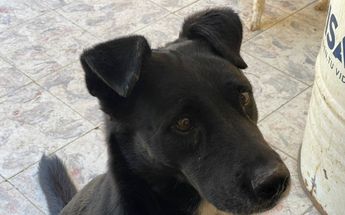 Fotografía de un perrito / Karla Victoria Rodríguez