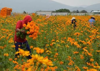 Floricultores recogen la cosecha de flor de cempasúchil en Atlixco / Melanie Torres