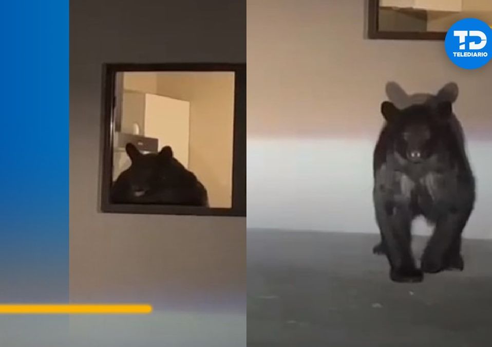 Oso saliendo de casa en San Pedro. / Especial