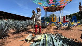 El proceso de producción comienza con los plantadores y continúa con el trabajo de los jimadores. | Dalia Rojas