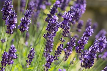 La Lavanda es una planta con un olor bastante intenso para los alacranes | Pinterest salud nueva