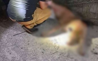 Cuerpo del puma siendo maniobrado por rescatistas. | Cortesía