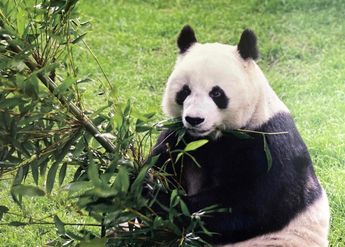 La historia de los pandas gigantes en México comenzó el 10 de septiembre de 1975/ Sedema