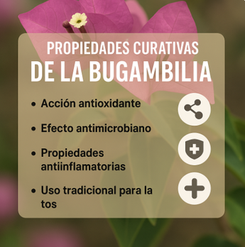No hay estudios suficientes que confirmen las propiedades curativas de la bugambilia, sin embargo, se cree que podría ayudar en estos aspectos.
