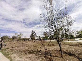 Las autoridades del municipio afirmaron que ahora plantan árboles de rápido crecimiento. | Sandra González