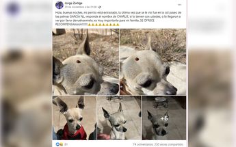 Joven busca a su perrito en NL; ofrece boleto para Bad Bunny como recompensa