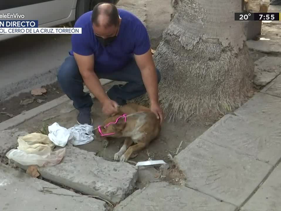Rescatan a perrito que sufrió fracturas tras ser atropellado en Torreón