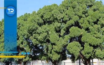 Árboles en Torreón