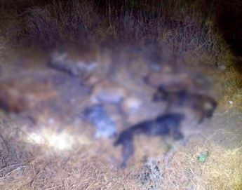Cuerpos de canes inertes y otros más agonizando fueron hallados en Magdalena Cuayucatepec, Tehuacán / Cortesía