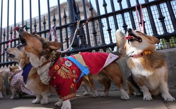 La monarca tuvo dos corgis llamados Muick y Sandy, los cuales se despidieron de ella en su evento fúnebre / AP