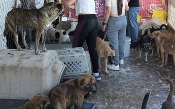 Refugio Buenos Chicos denuncia hostigamiento de inspectores de Zapopan tras queja anónima| Refugio Buenos Chicos
