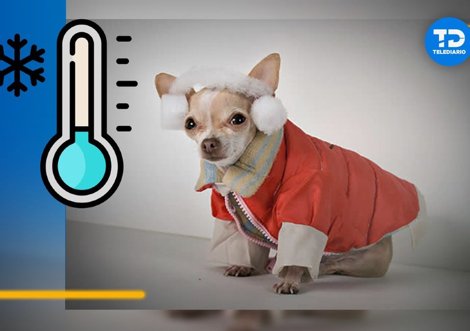 Por frente frío, ¿debo ponerle suéter a mi perro? | Especial