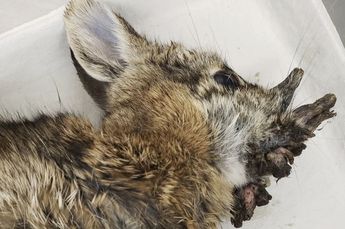 Restos de un conejo infectado con el virus del papiloma de Shope | AP