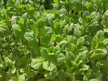 La Menta y la Hierbabuena son un repelente ideal en para eliminar a los alacranes | Pinterest portal jardín