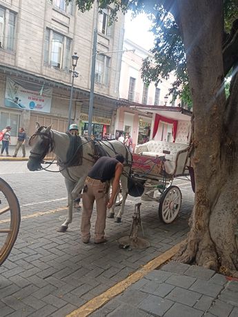 Calandrias aún jaladas por caballos | Telediario