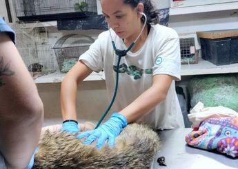 Médicos veterinarios atendiendo al coyote tras su rescate | URFST