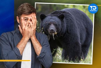 Qué hacer si veo un oso en Monterrey | National Geographic