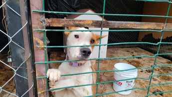 El parque funciona como albergue temporal para mascotas en adopción, con atención veterinaria y convivencia supervisada. | Daniel Santiago