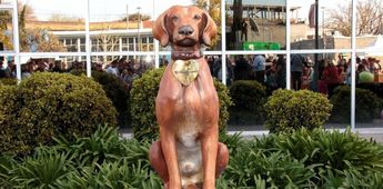 'Monumento al Perro': esta ciudad de Argentina es reconocida por sus políticas en favor de los animales | Cortesía
