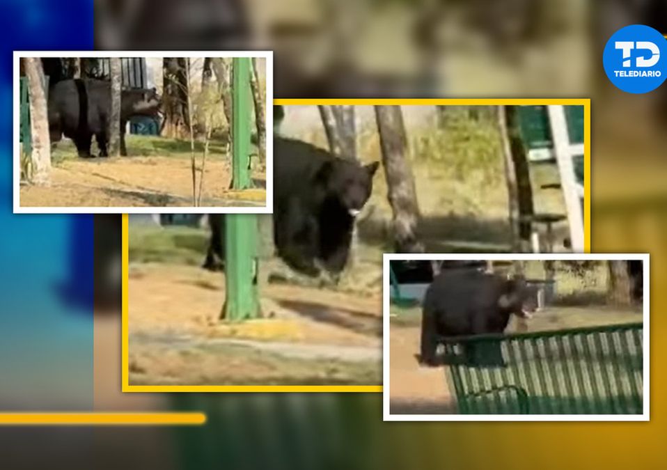 Captan a oso paseando por parque en la colonia Ciudad Satélite | Diseño Telediario