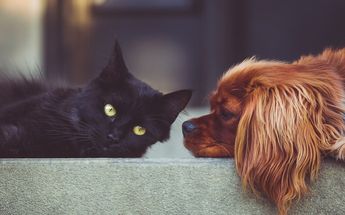 Las mascotas también han sido auxiliadas en Turquía / Pixabay