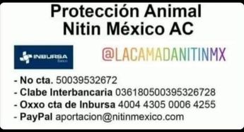 Piden donativos para continuar con su trabajo.